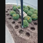 A garden bed with several neatly dug holes where mums have been stolen, surrounded by remaining unbothered mums and a signpost in the center.