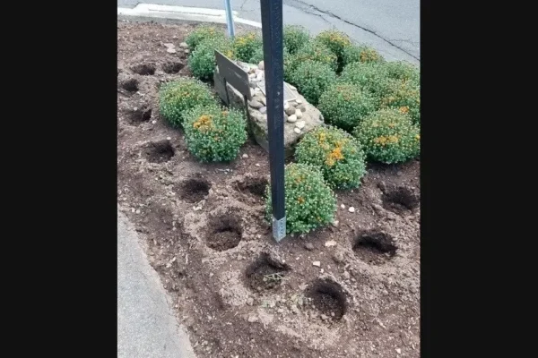 A garden bed with several neatly dug holes where mums have been stolen, surrounded by remaining unbothered mums and a signpost in the center.