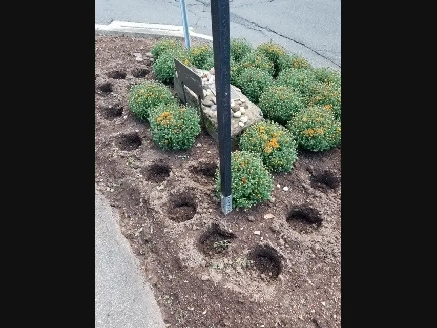 A garden bed with several neatly dug holes where mums have been stolen, surrounded by remaining unbothered mums and a signpost in the center.